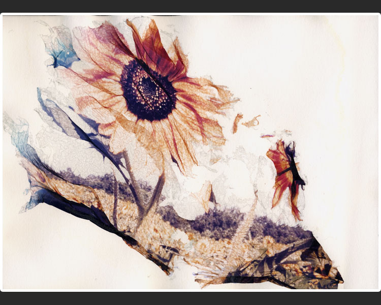 polaroid 12